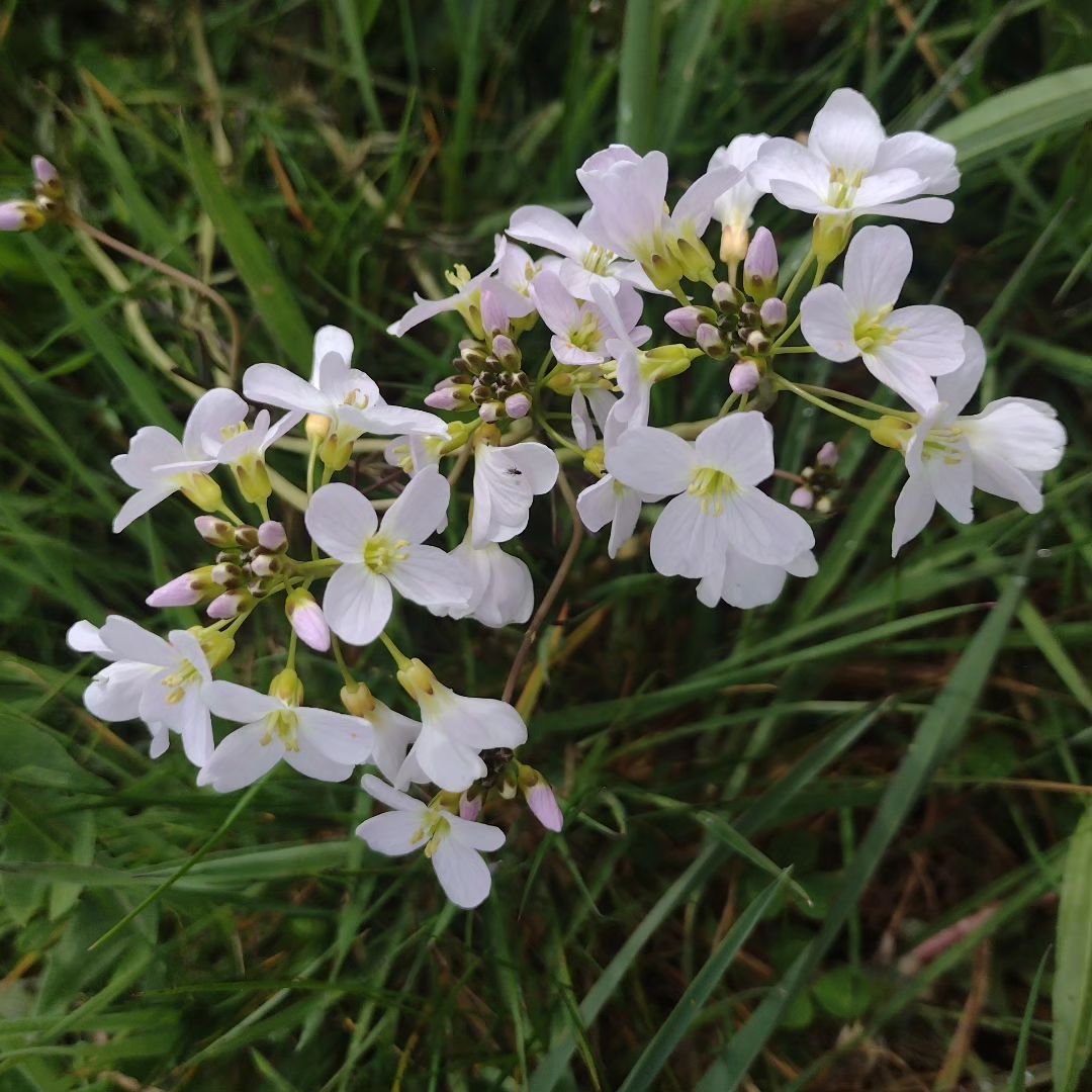 Happy May Day! These Lady's Smock, also known as Cuckoo Flower,  Mayflowers or Milkmaids are one of the first flowers to appear in the Orchard meadow a week or so after the dandelions start. They're said to be sacred to the fairies. Another magical t