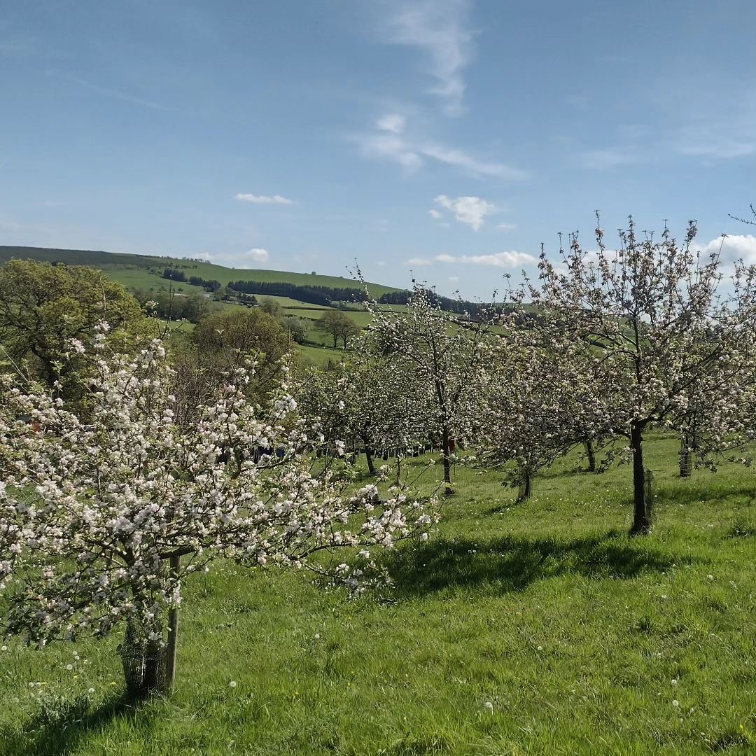 Feels like the apples have all been holding back fit to bust in the cold Spring , &amp; they're really starting to go for it now the sun is out. Front left Adam's Permain, next back on the right, Dufflin &amp; peeping between them, Fillbarrel. Cider 