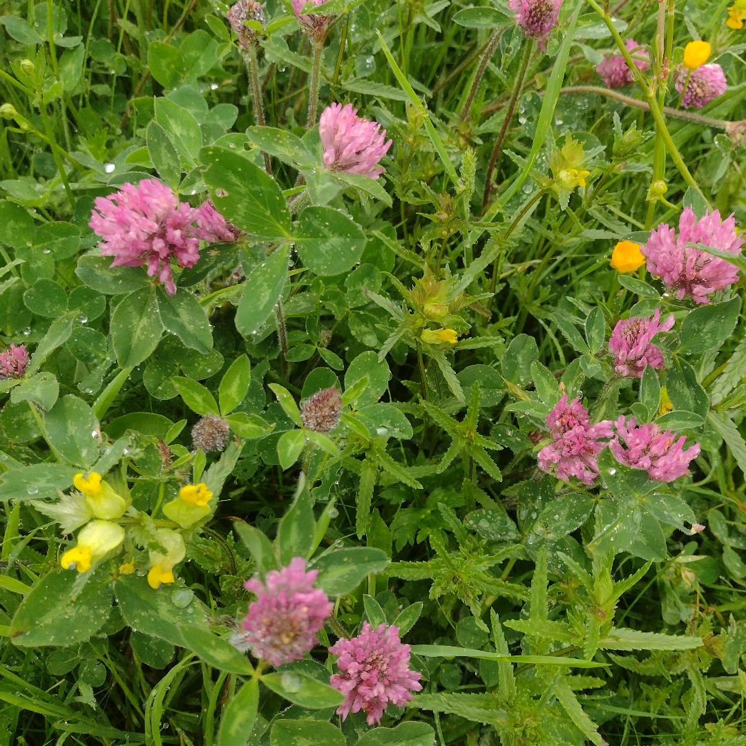 Red clover and yellow rattle. The Willd flowers are fabulous at Prospect Orchard this Spring.