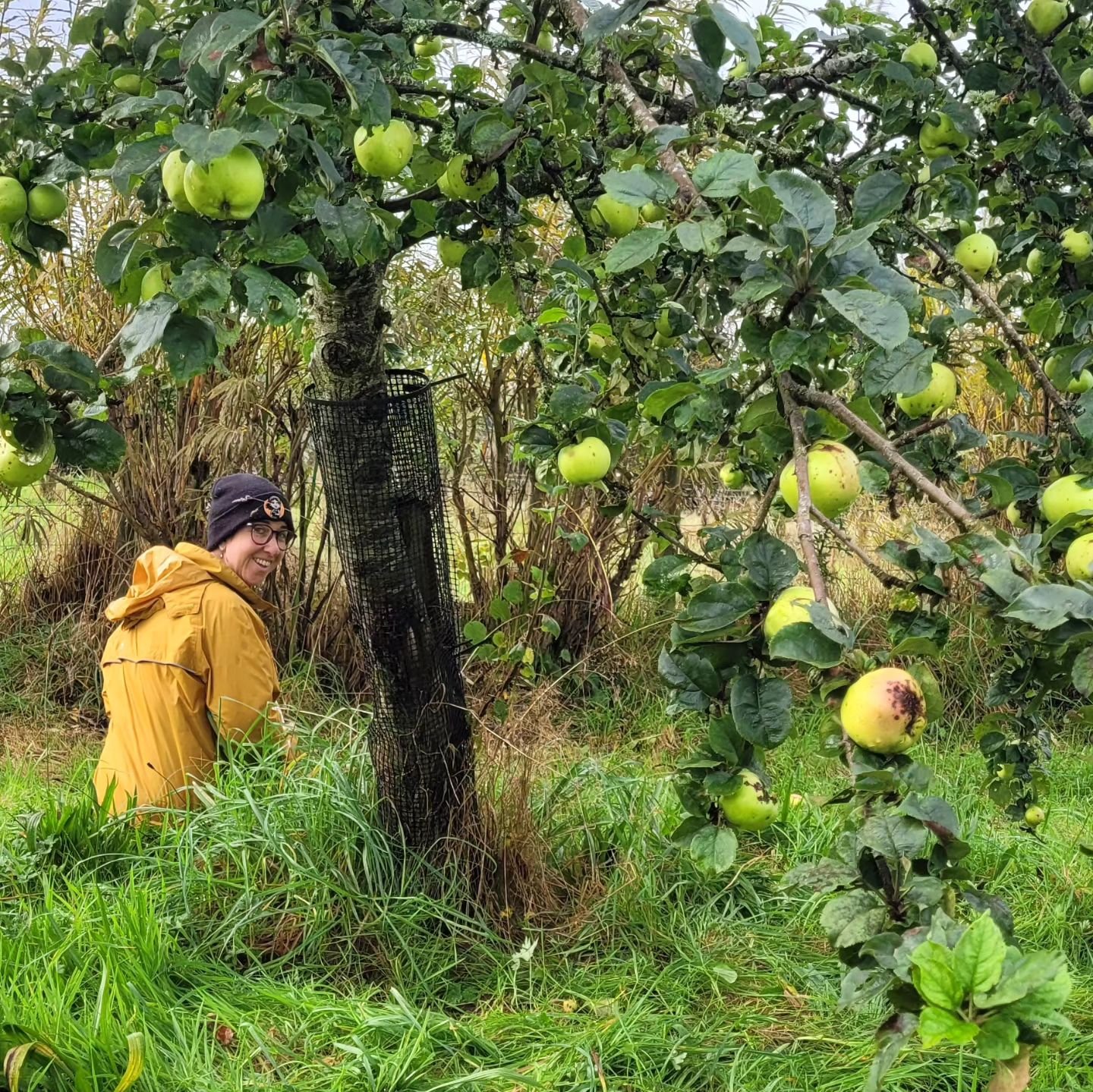 It's that time of year again! #appleharvest #cider #welshmountaincider