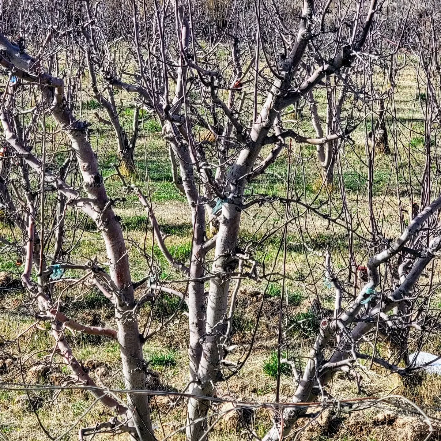 Apples! Guess where?