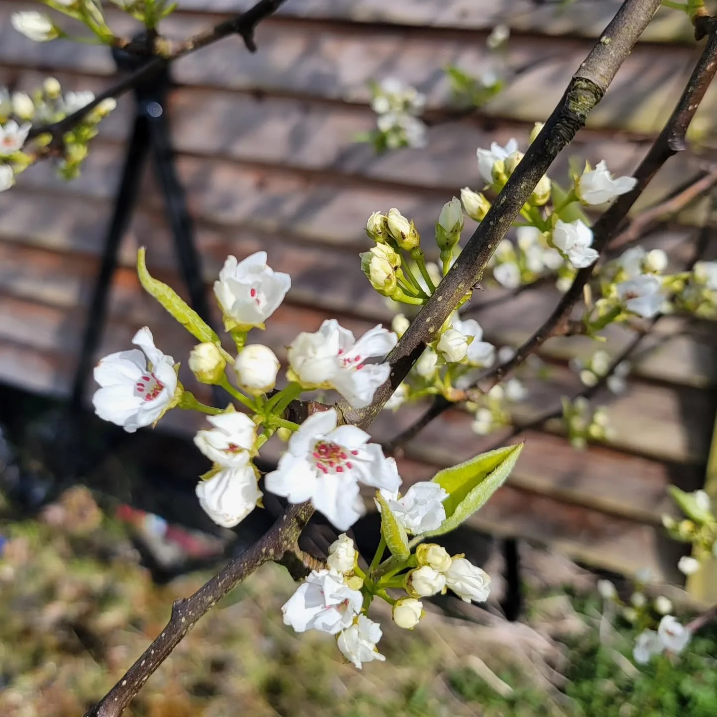 Shinseiki Asian Pear blossom.  We got a good crop of these last year, and they were so delicious! There's lots of buzzing about, so fingers crossed we have plenty this year, too.