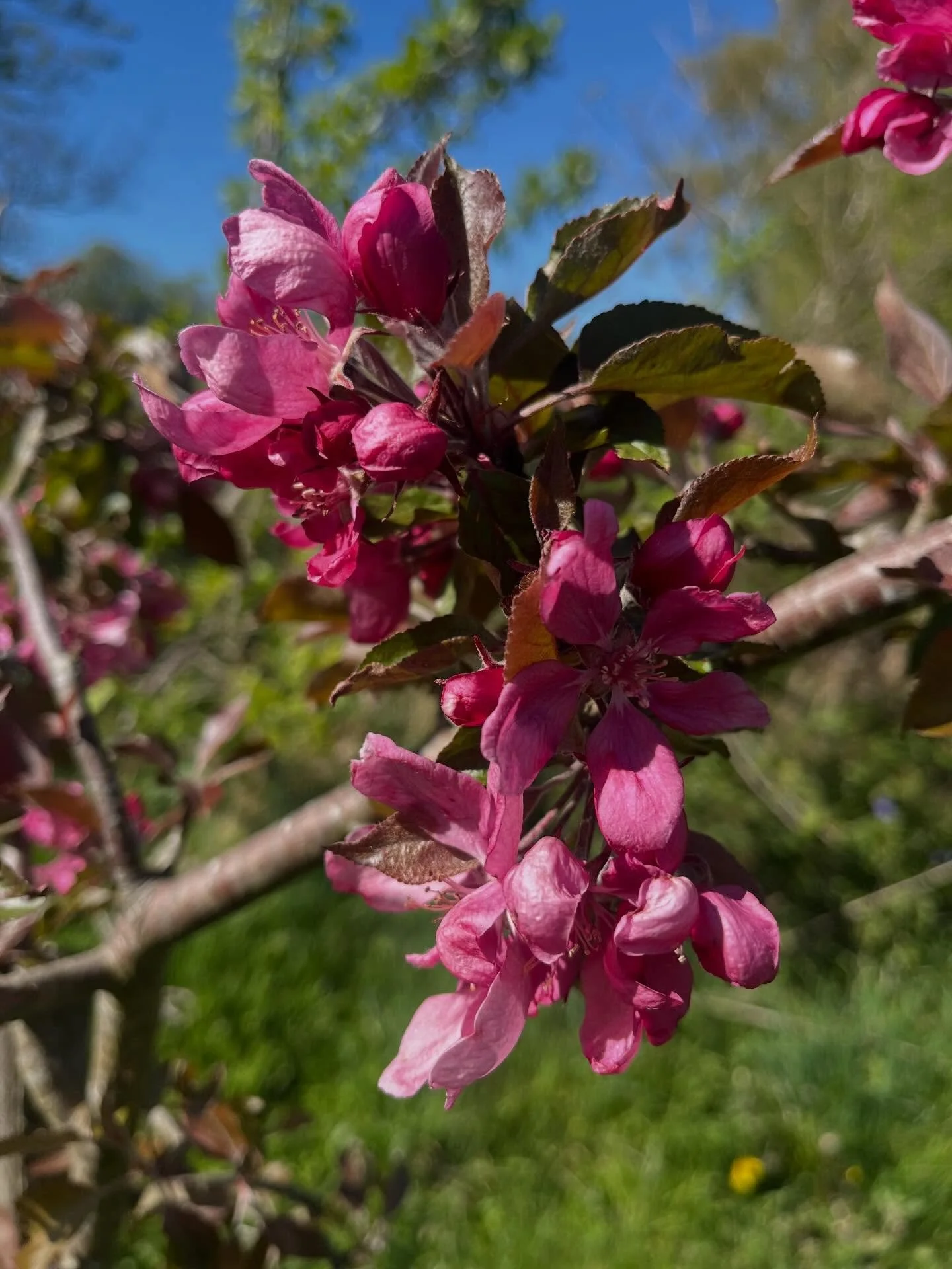 The blossom is looking fabulous for our blossom picnic tomorrow (Saturday 2nd).
At 11:30 we will be teaching some English Country Dances and also leading some dancing round the May Pole.
2:30 is our orchard tour followed by cider tasting.
Bring a pic