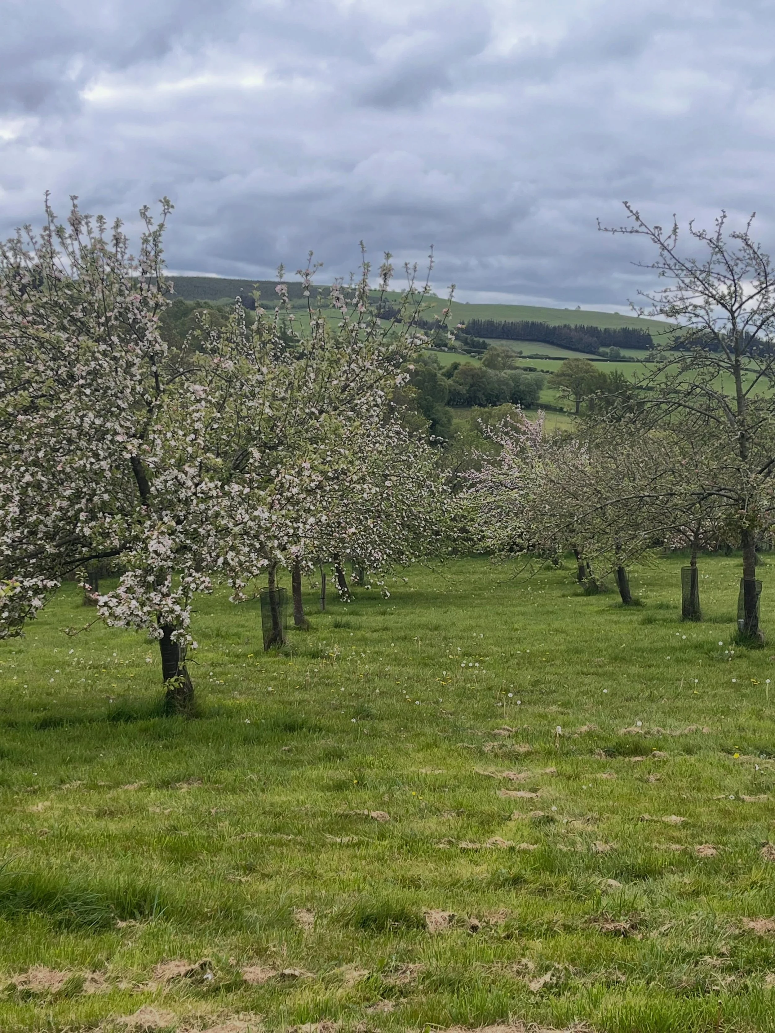 If you are in the area or passing through, it&rsquo;s definitely worth a visit to Welsh Mountain Cider to enjoy the blossom in the orchard. Have a walk around the orchard, stop for a pint or two, or pick up some bottles to take away.
We still have so