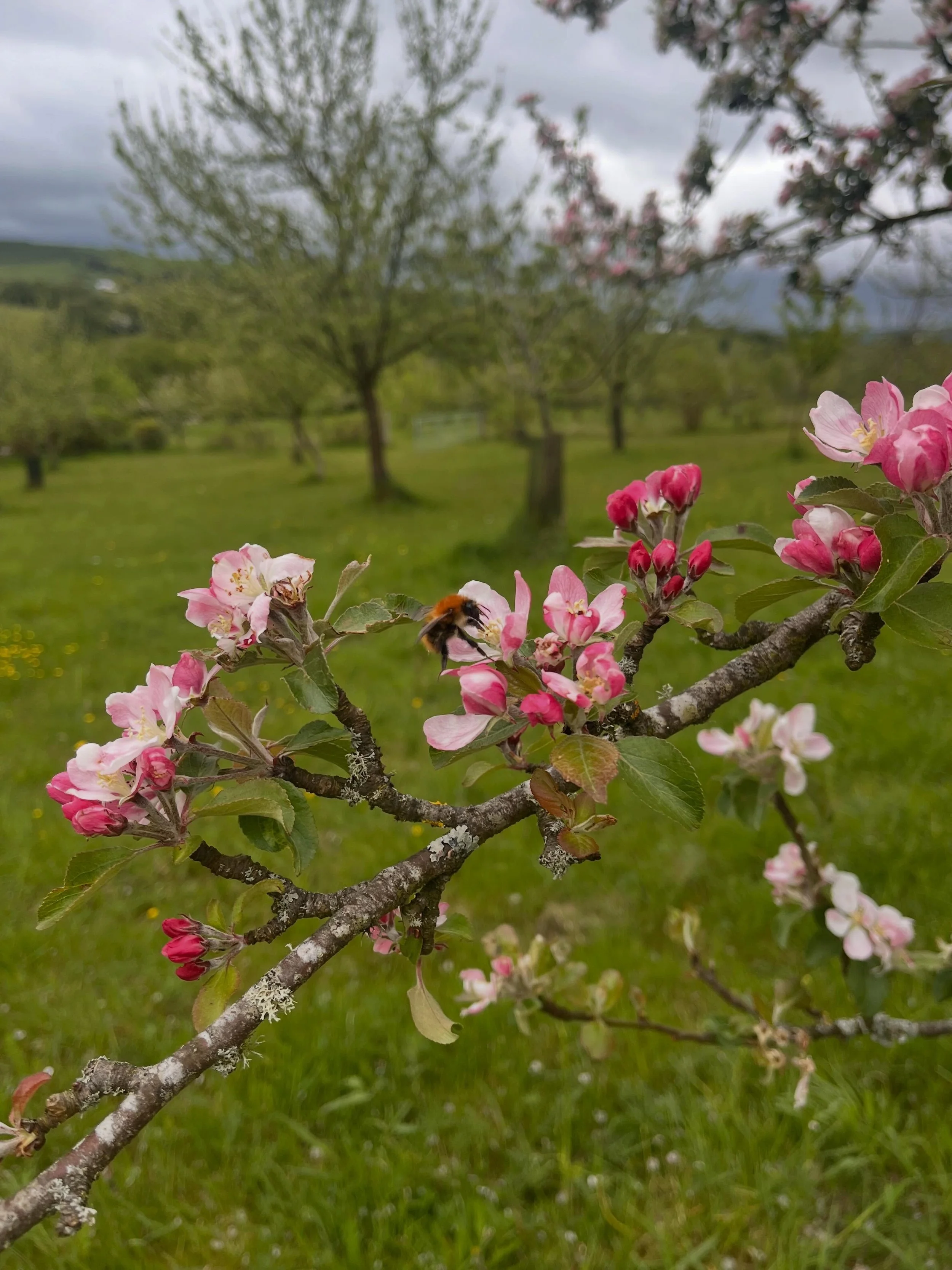 Apple blossom still looking gorgeous!  Pop by for a pint and a wander through the orchard.  We&rsquo;re open Wednesday-Sunday 9:30-5:30