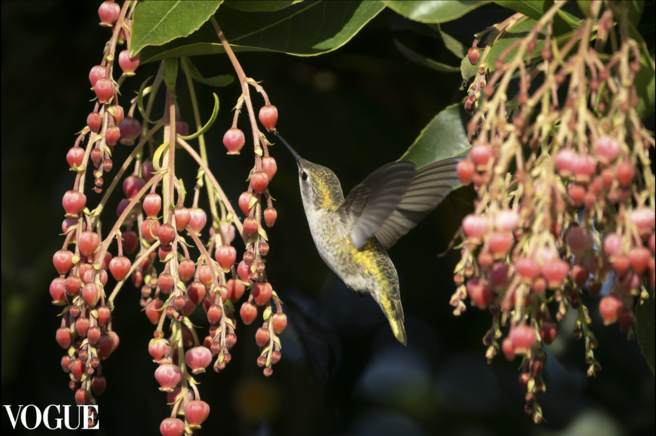 PhotoVogue_hummingbird.png