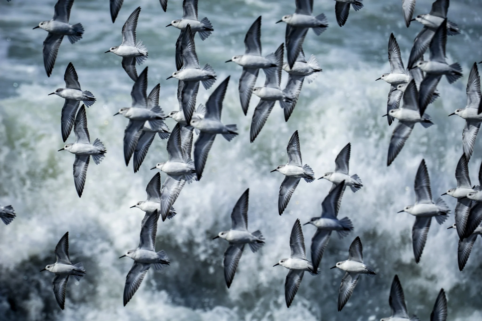 A flock of sandpipers in flight over breaking ocean waves, wildlife photography by Simon Rogghe, Animodels series.