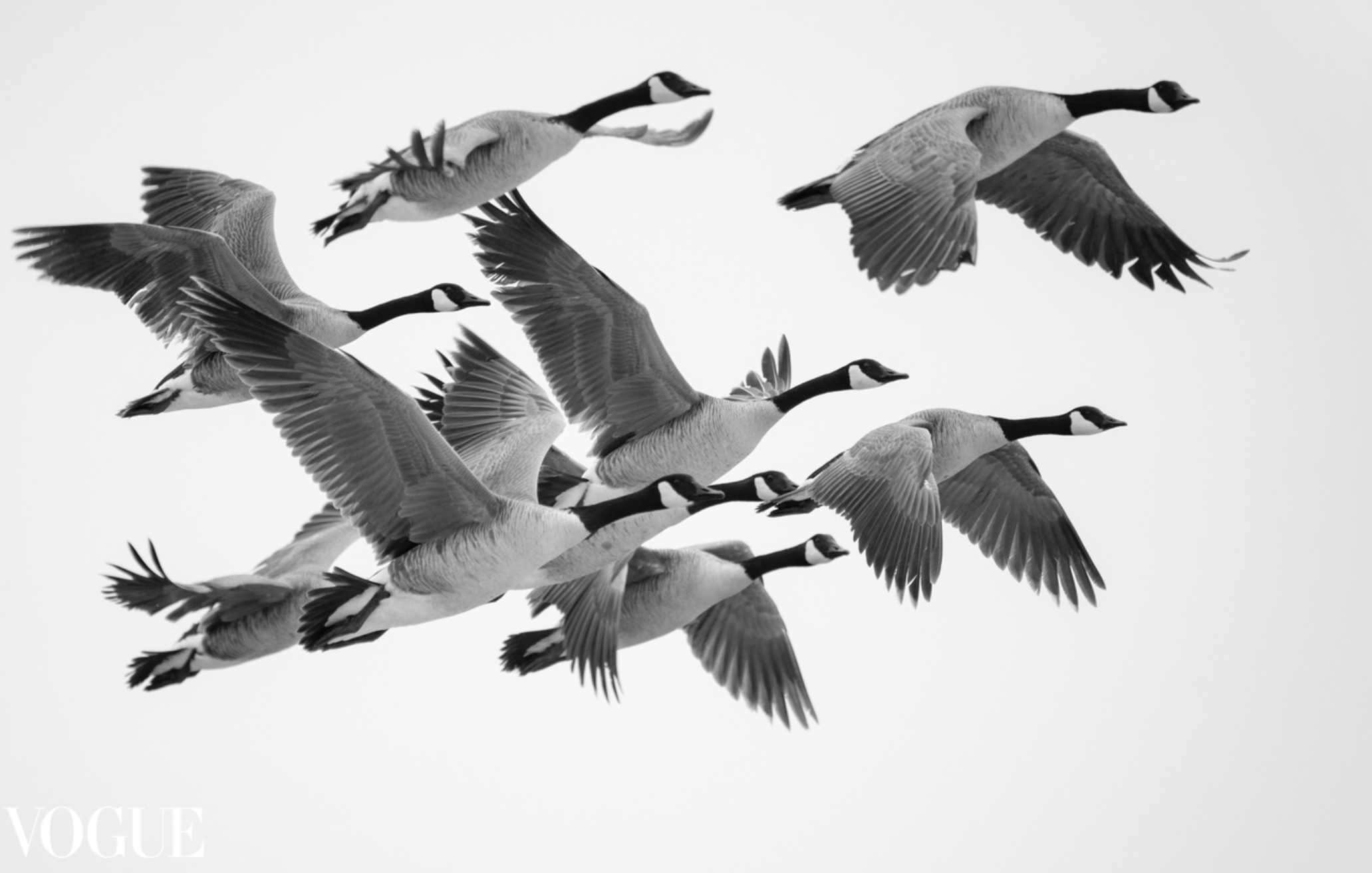 PhotoVogue_geese.png