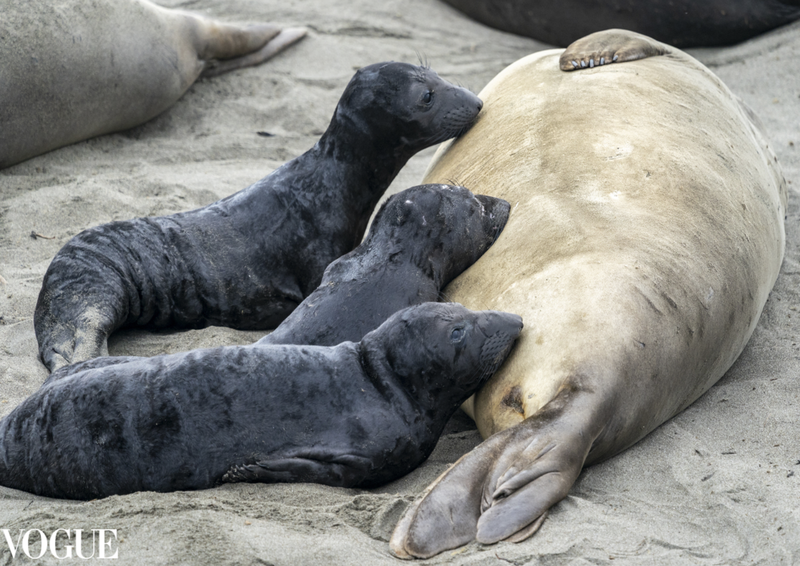 PhotoVogue_sealpups1.png