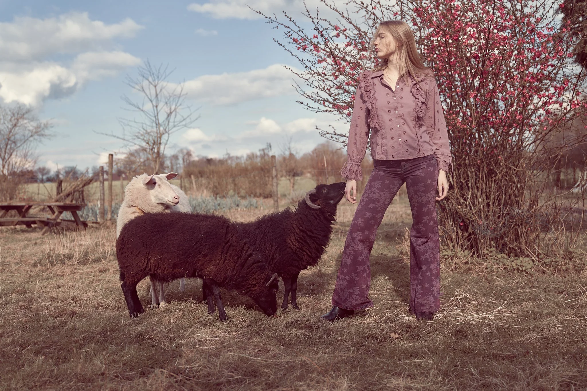 Commercial fashion photo of a model in a purple blouse and flared trousers standing in a field next to a black and a white sheep.
