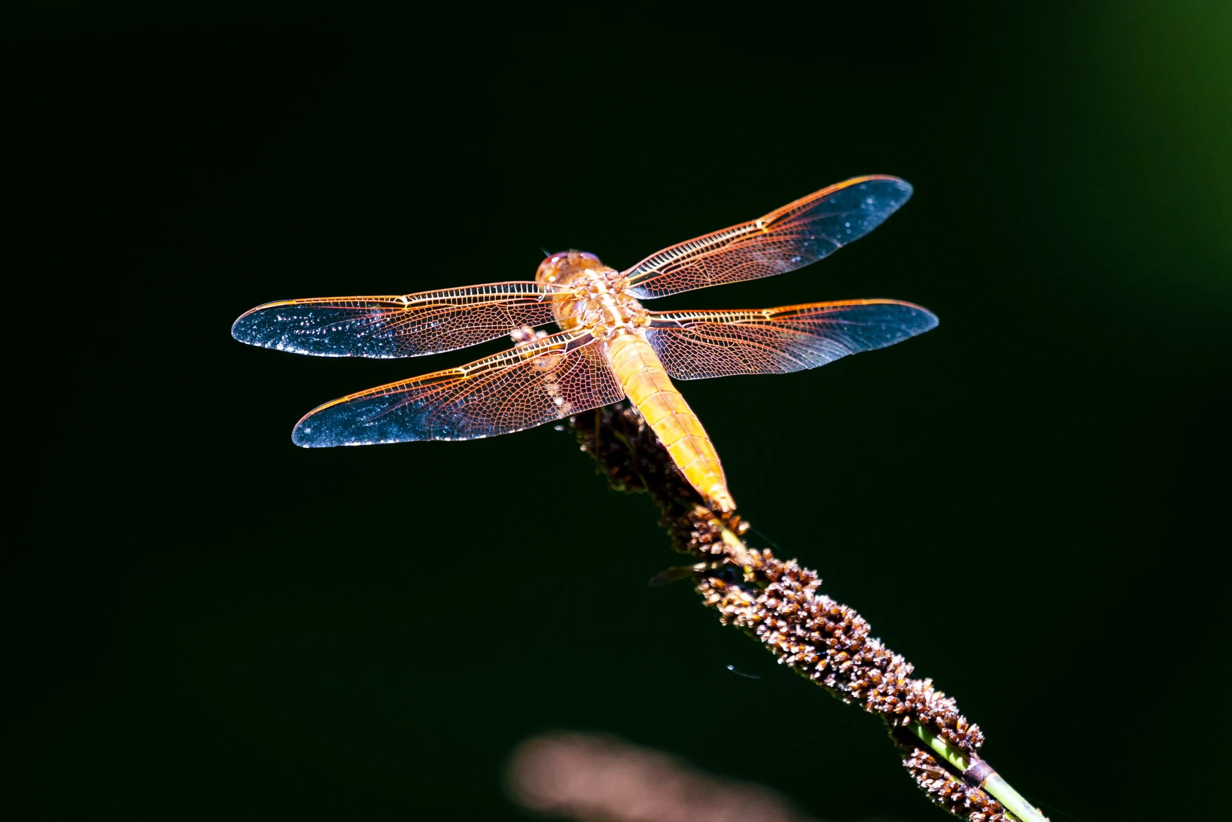 Close-up macro photograph featuring a luminous golden dragonfly perched on a flowering stem against a dark background. Intricate translucent wings, rich contrast, and glowing color create a surreal nature image with cinematic detail.