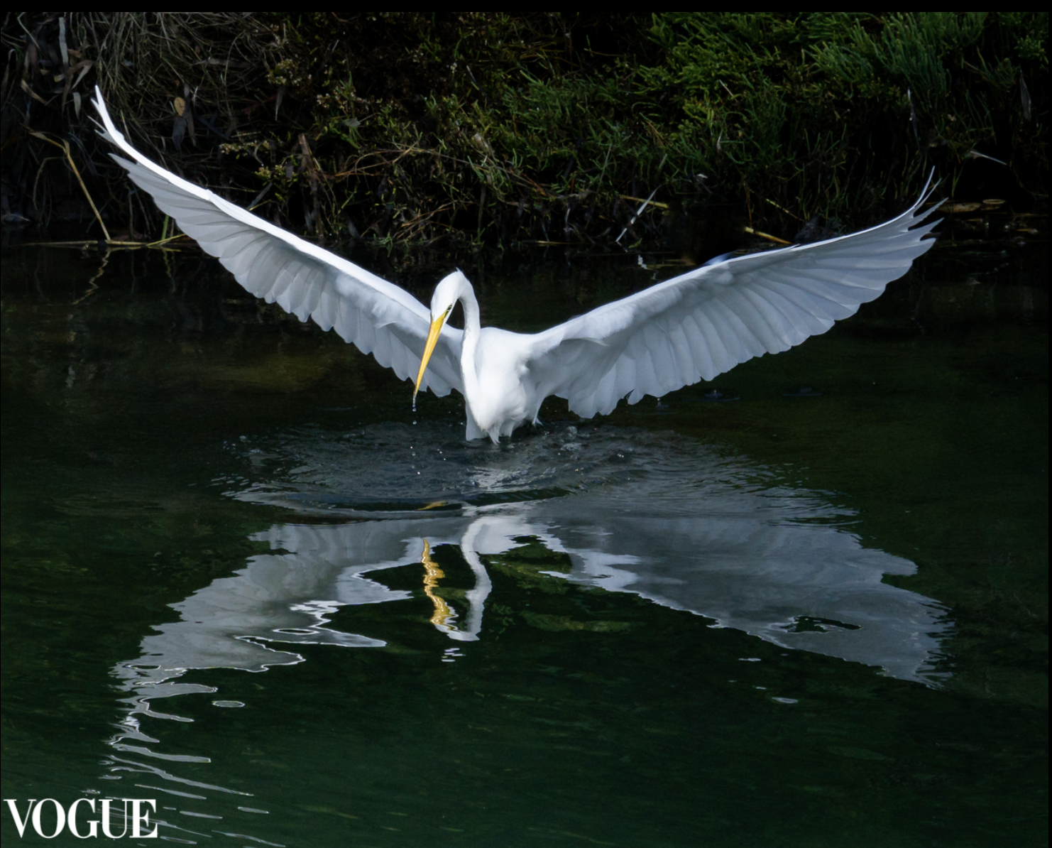 PhotoVogue_egret.png