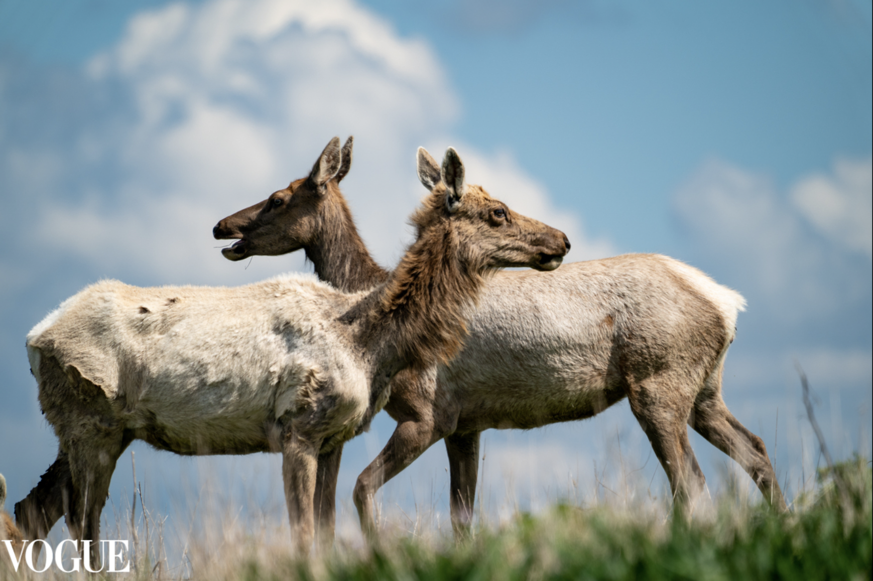PhotoVogue_Elk.png
