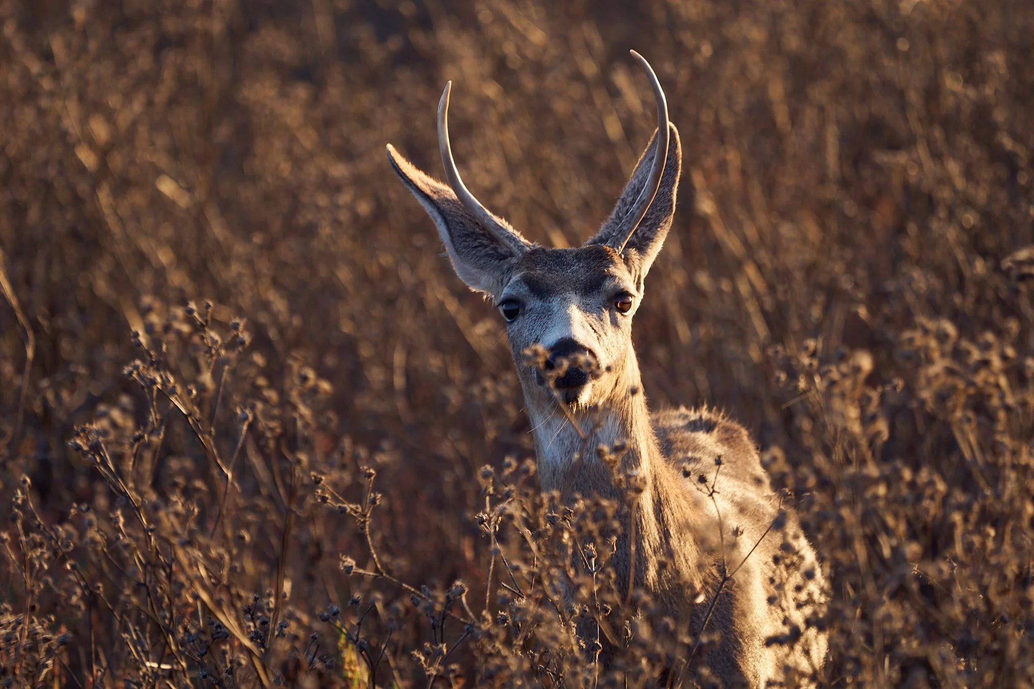 A mule deer emerges from a golden field of dried wildflowers in warm afternoon light, wildlife photography by Simon Rogghe, Animodels series.
