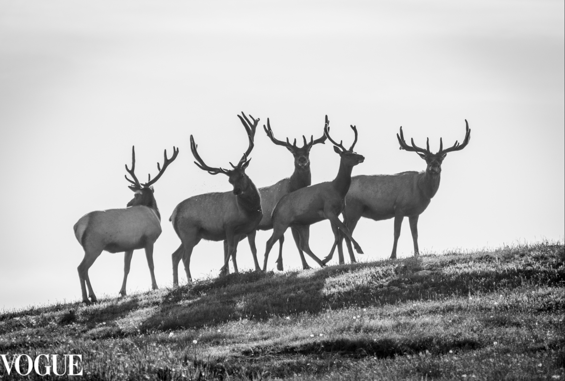 PhotoVogue_Elk_B&W2.png