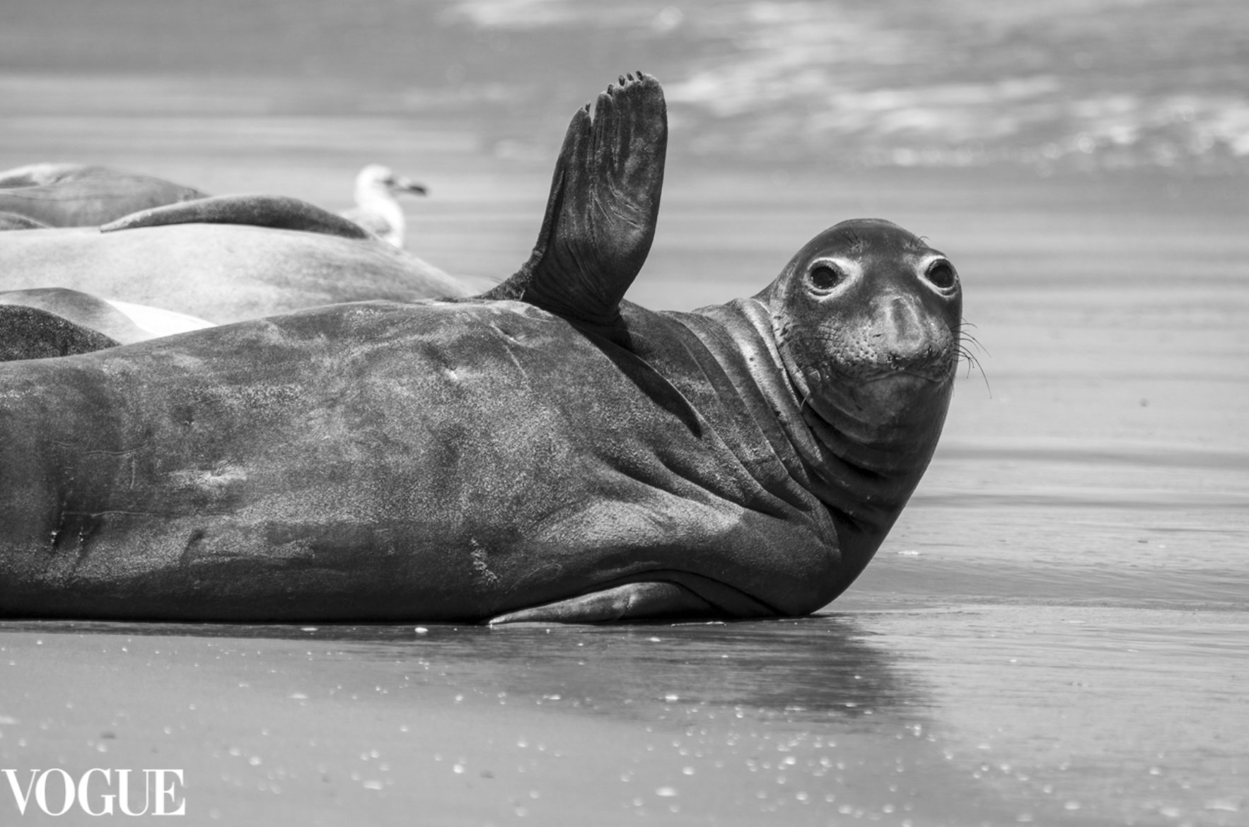 PhotoVogue_elephant_seal.png