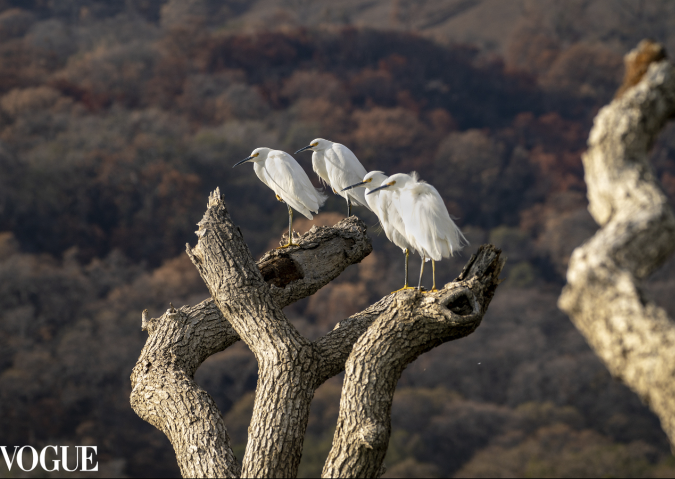 PhotoVogue_egrets.png