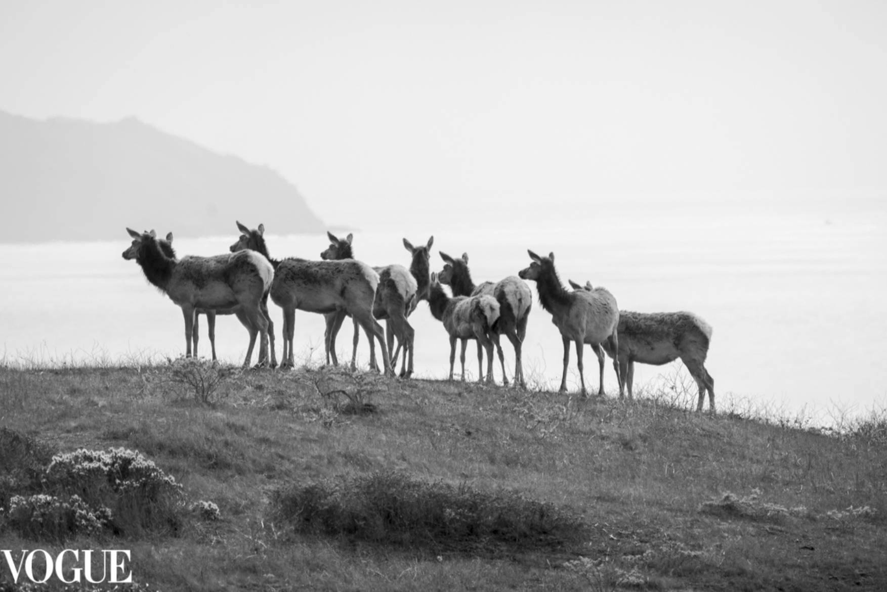 PhotoVogue_Elk_B&W.png