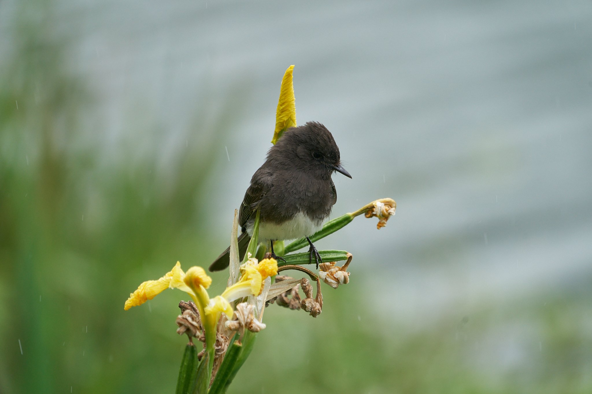 A black and white bird perches on yellow wildflowers against a soft green-grey background, from the Animodels series by Simon Rogghe.