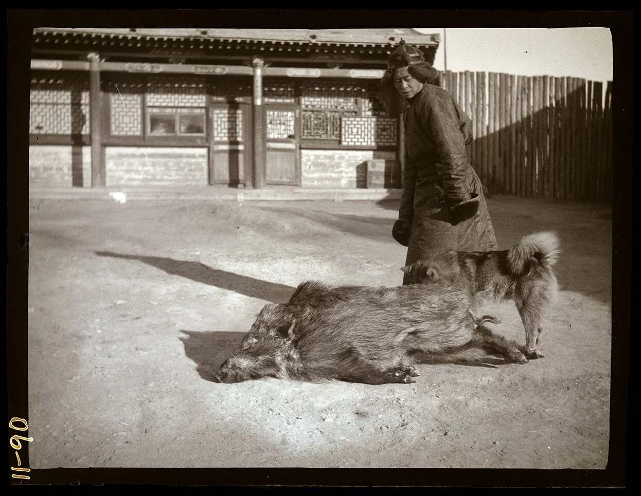 Wild Boar & Mushka. 28/1. Wild boar & my dog Mushka. Urga.