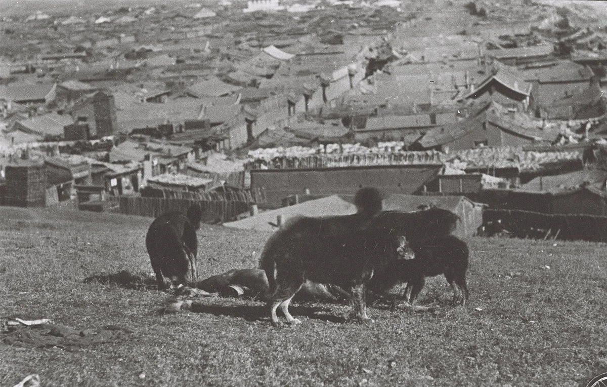  Dogs eating on a man outside Urga 1911/CHI 