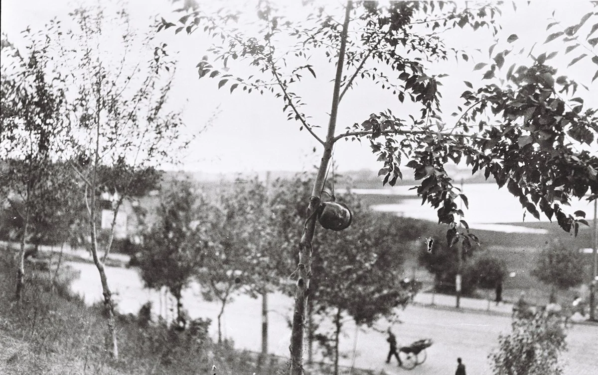  A bandit’s head hung in a tree. Harbin aug 1932/Holmes 