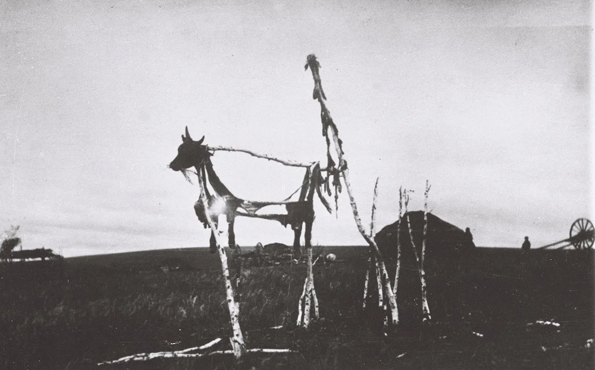  A shaman offering, (horse or cow) on birch poles; Barga, N. Manchuria about 1924-6/Totmakoff 