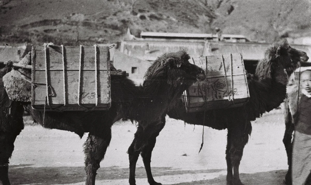  B.A.T. Co’s loaded camels in Hanor Pass, Kalgan?/TAR 