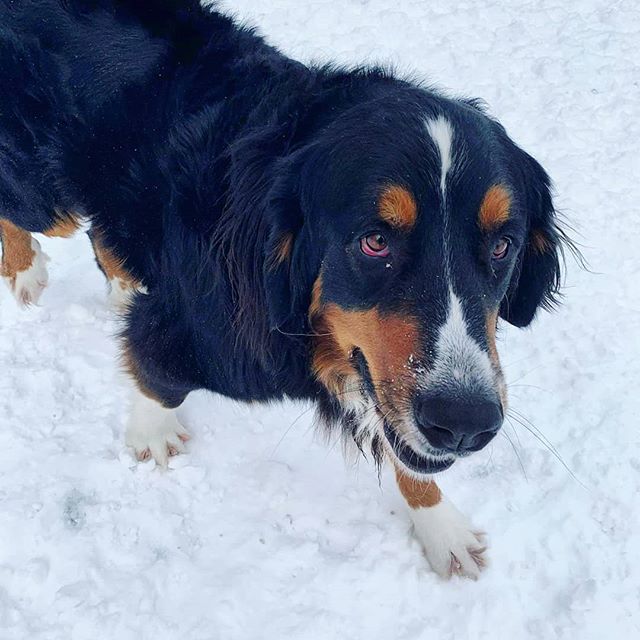 Lotta snow-dusted snouts today. The snow dogs are really showing up this week 😉🌨️ .
.
.
#dogsofwinter 
#snowdogs 
#snowday 
#kennellife 
#doggydaycare