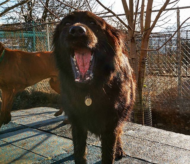 Sure is brisk today ❄️ we aren't feeling it though because we're playing so hard! 🐾💨 Sage, Ziggy, Molly and Khaleesi were happy to stop to strike a pose in between gallivanting through the yards. 🏃 #chaseyourdreams #chaseyourfriends #tagyoureit #k