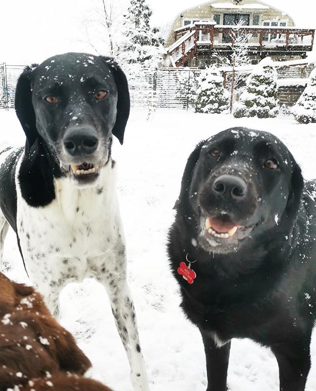 First snow day of the year was a smashing success! 🐾🌨️☃️ #snowdogs #snowdays #snowpawtrol