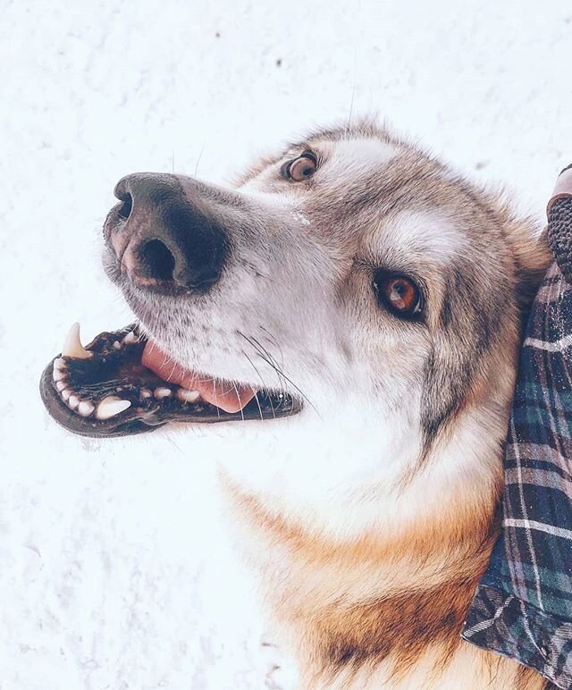 When snow is your element
.
.
.
#snowdog 
#snowday
#wolfdog