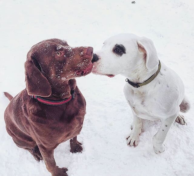 Big Ben gives Murphy a lil cheek nudge. Buddy status achieved
.
.
.
#buddies
#snowday
#snowdogs