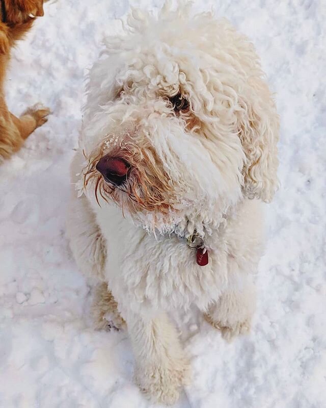 The snow really brings out Maggie's luscious curls 〰️