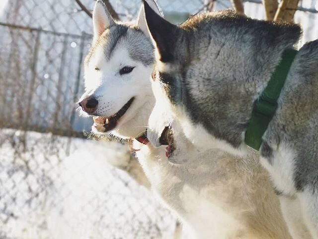 It's a bright 'n sunshiney day and Halo and Timber are in their glory
.
.
.
#snowdogs 
#huskiesofinstagram