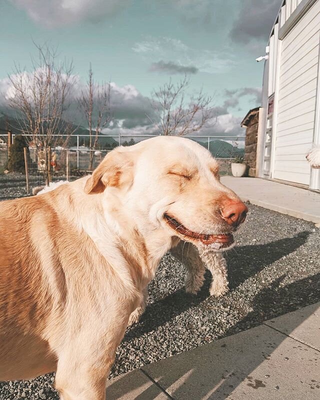 Photo evidence that Dierks' smile brings out the sun on a rainy day 🌦️
.
.
.
#goldenboy
#kennellife
#rainraingoaway