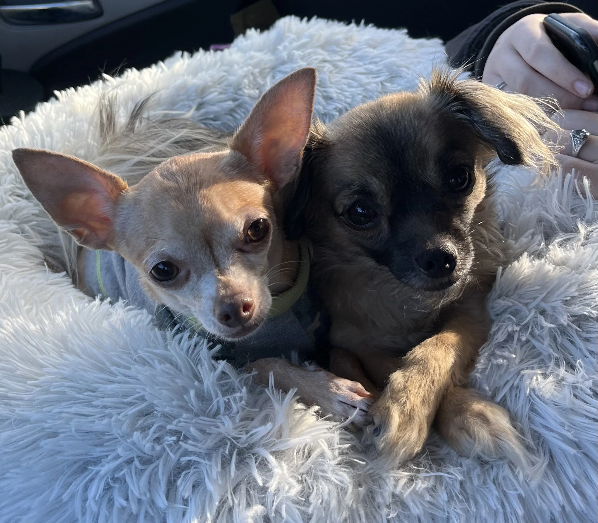 Chip and Ellie-May 1.jpg