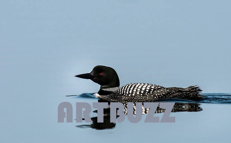 Loon And Reflection