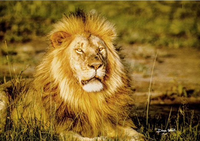 Simba
