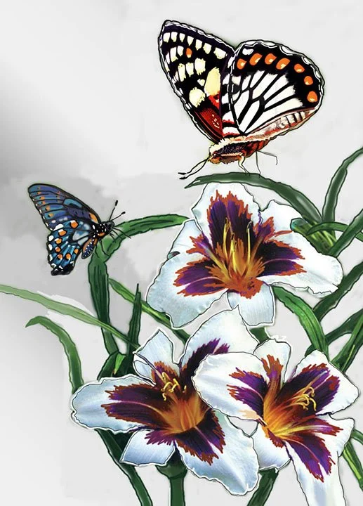 Butterfly Attraction.jpg