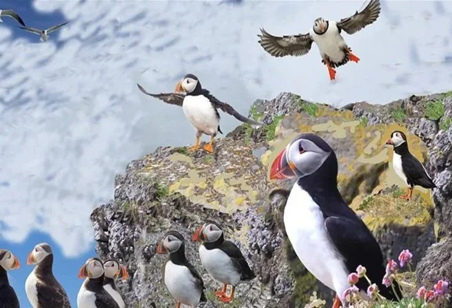 Puffin Colony