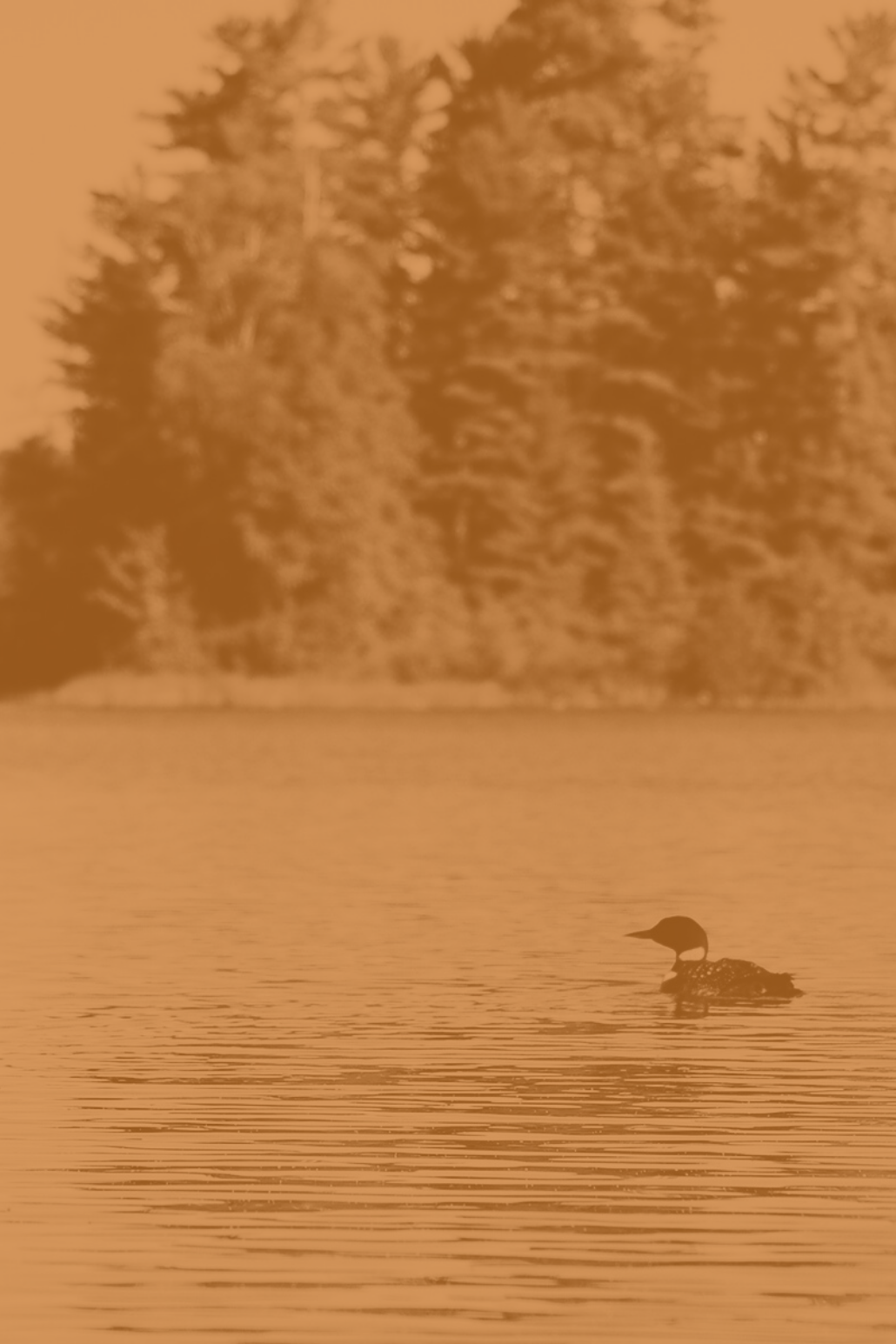 Image shows a look swimming across a Minnesota Lake