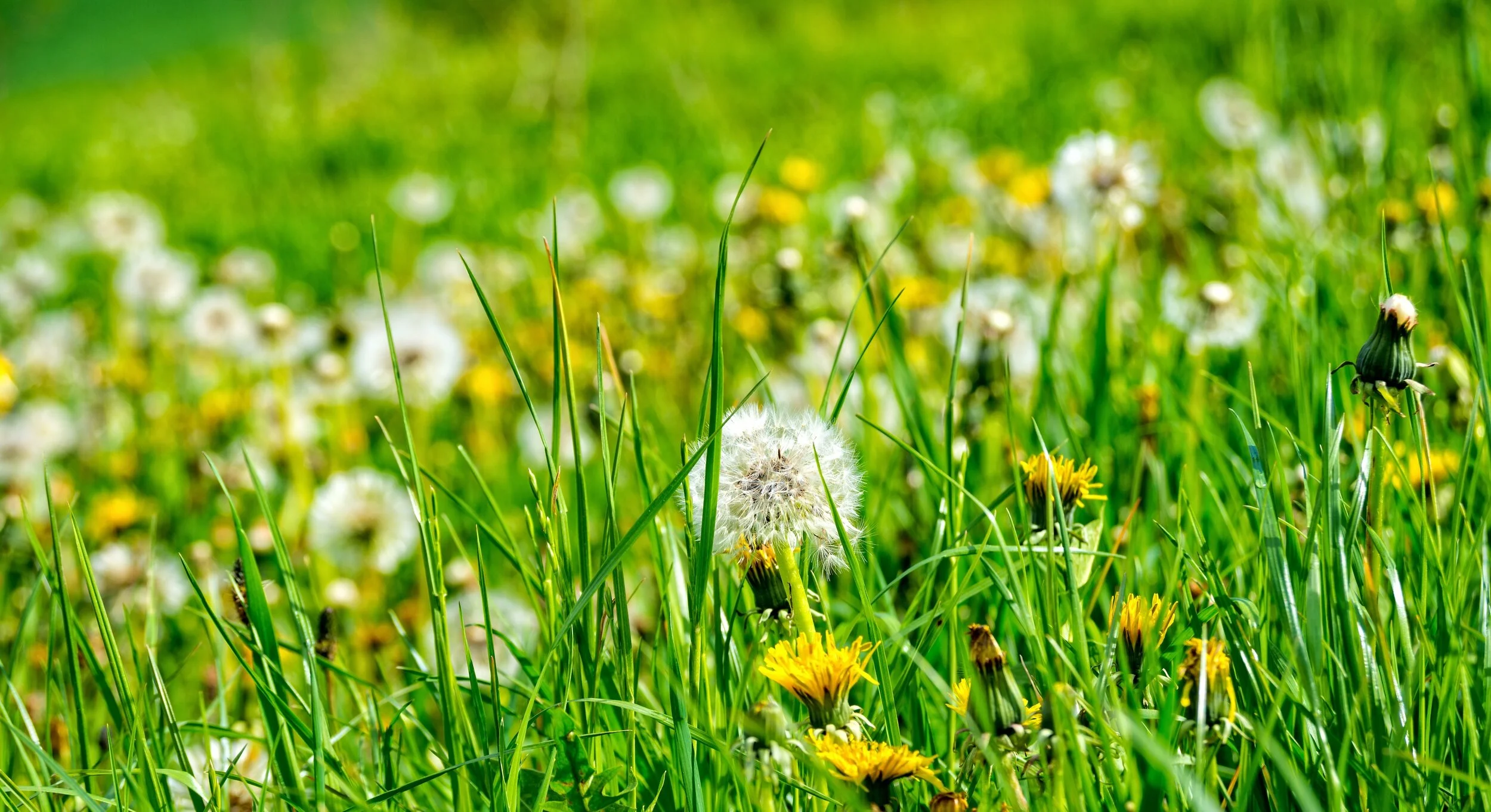 Grass Pollen Allergy — NYC Allergy Doctor Dr. Arthur Lubitz MD