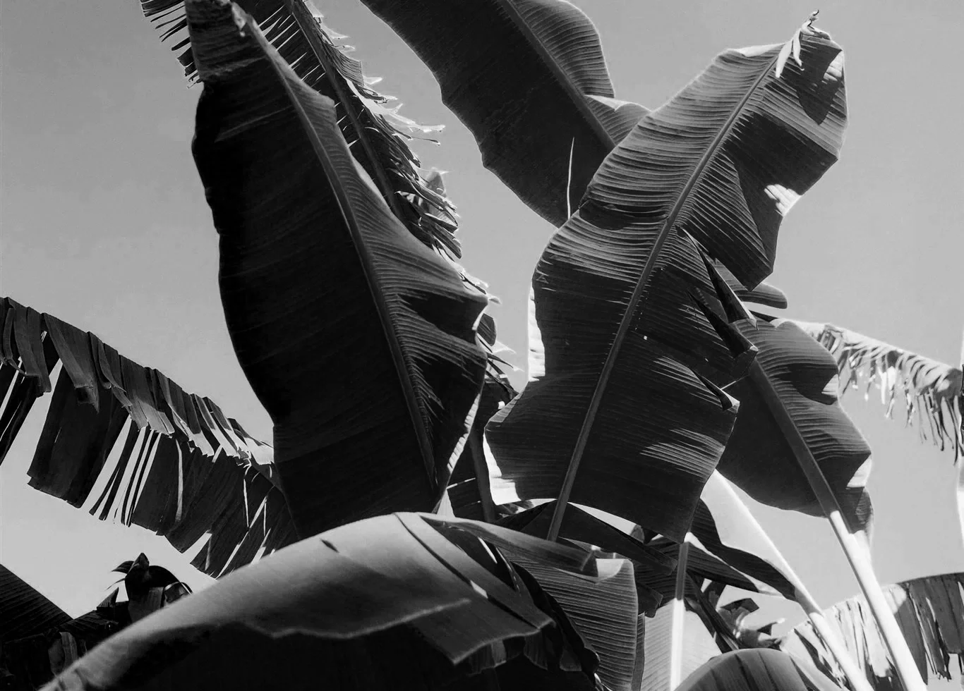 Feuilles de bananier en noir et blanc contre le ciel.