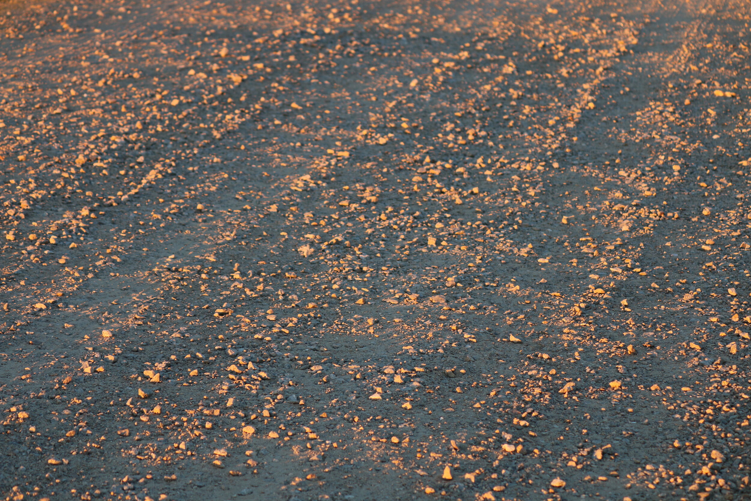 dirt road, looking west, separating gold from gravel