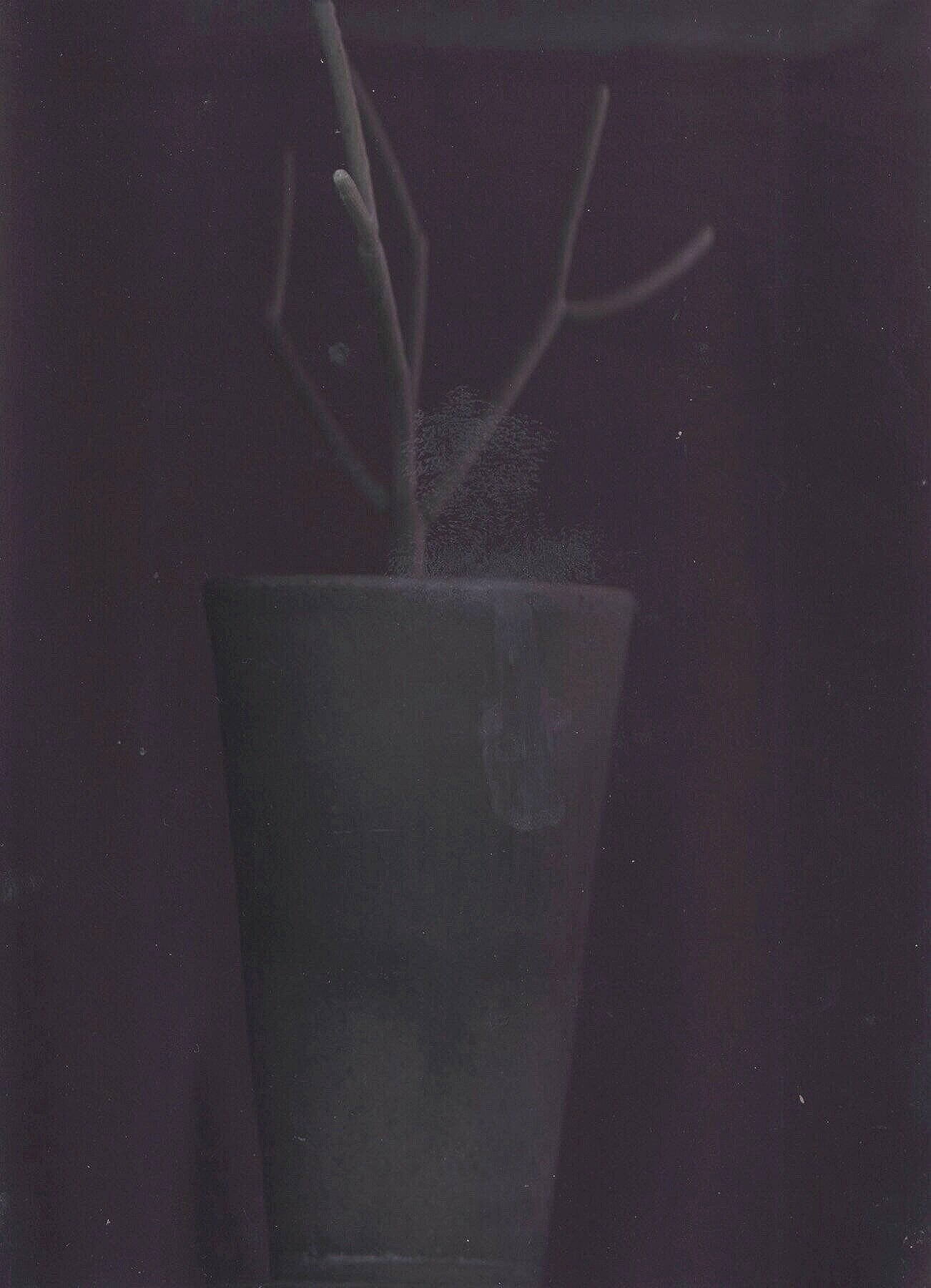 pencil cactus, IX