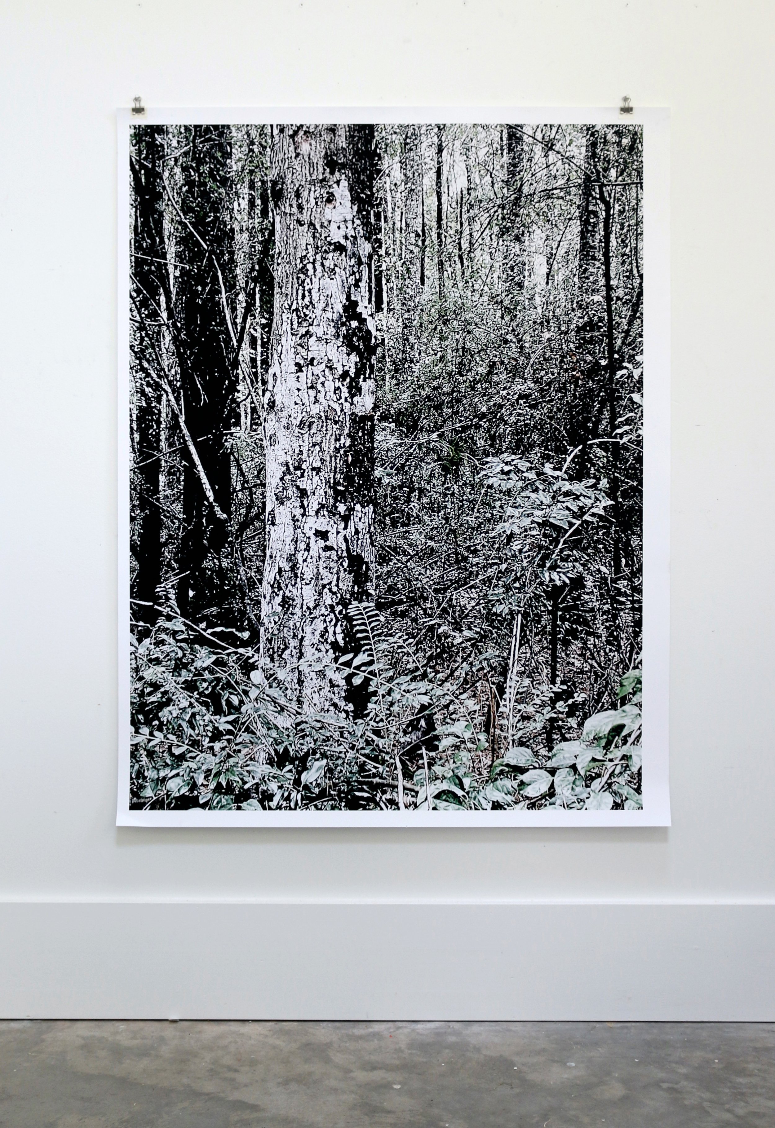  walk through woodland, 2022  archival pigment print 