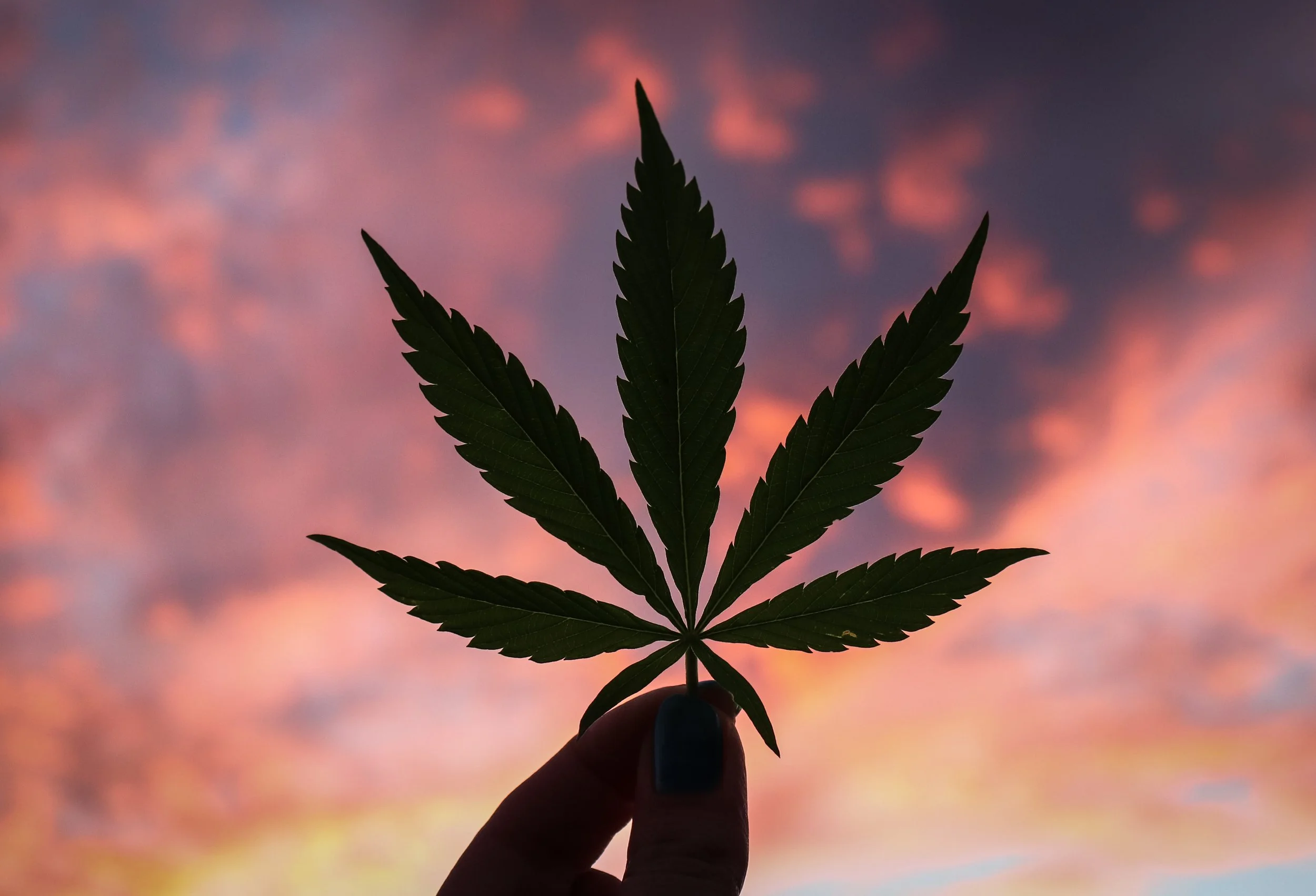 Exploring Cannabis as a Mental Health Solution: What You Need to Know