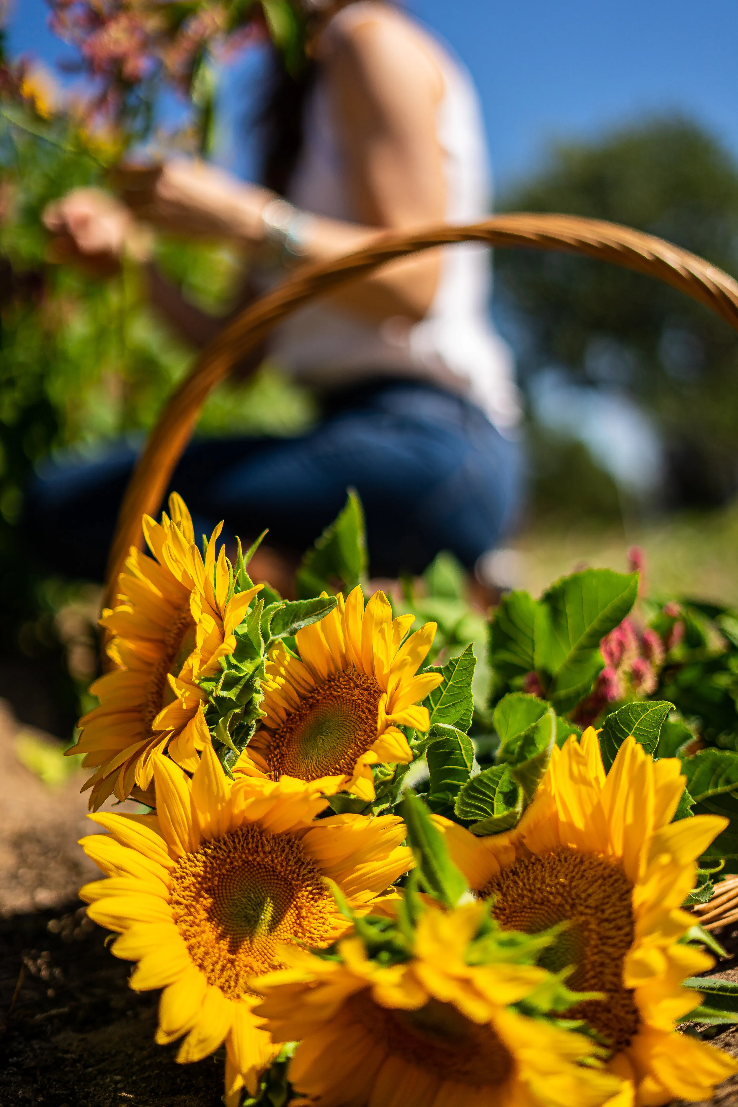 Windmill Meadow Farm Fredericksburg, Texas Florist Flower Tours