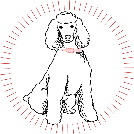 Stella.png